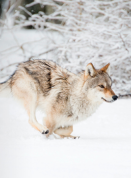 Création d'une brochure à l'occasion d'un documentaire sur France 2